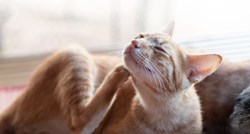 Ako vašoj mački opada dlaka, uzrok može biti stanje koje zahtijeva posjet veterinaru
