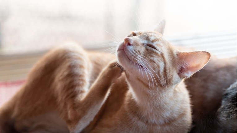 Ako vašoj mački opada dlaka, uzrok može biti stanje koje zahtijeva posjet veterinaru