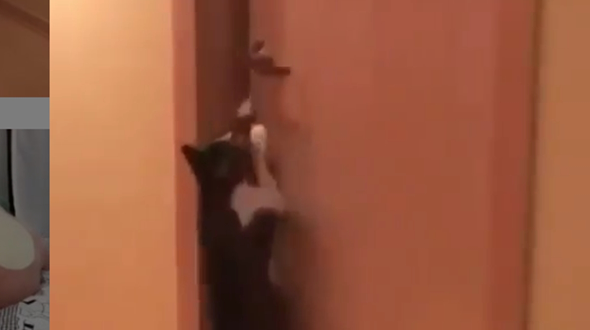 Mačka oslobodila svoju prijateljicu za igru, video je hit na internetu