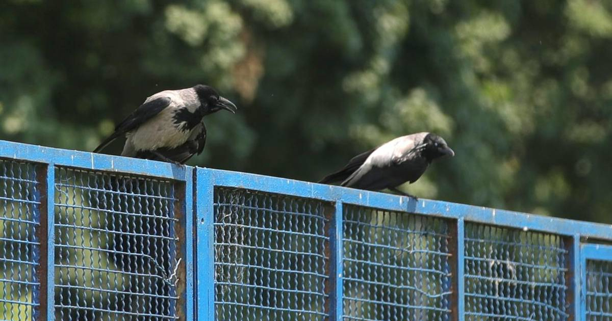 U Zagrebu potvrđen virus Zapadnog Nila. Pronađen je u uginulim vranama