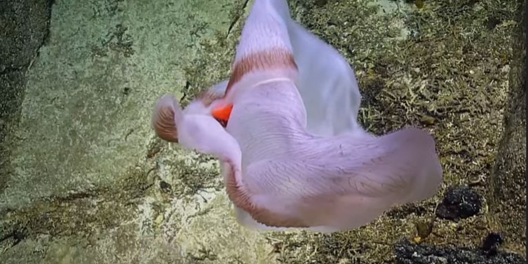 Snimili bizarno morsko stvorenje koje mijenja oblik, ali to nije najčudniji dio
