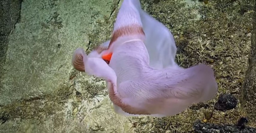 Snimili bizarno morsko stvorenje koje mijenja oblik, ali to nije najčudniji dio