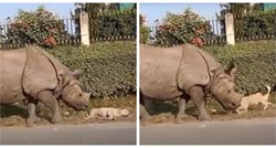 Reakcija usnulog psa kojeg je iz sna probudio nosorog nasmijala internet