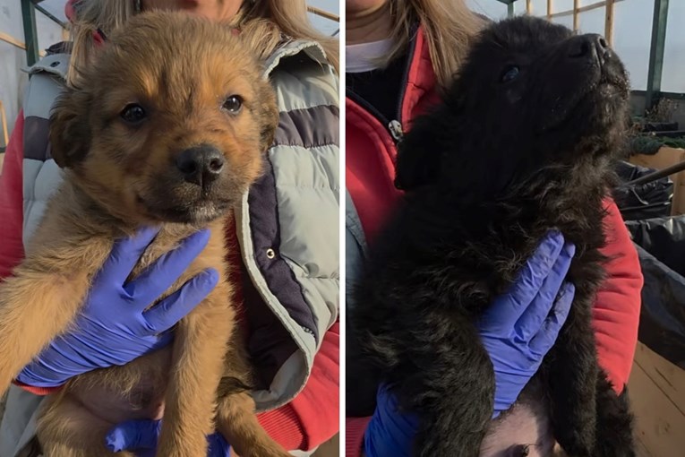 Četiri štenca i njihova mama hitno traže dom, netko ih je odbacio u šumi