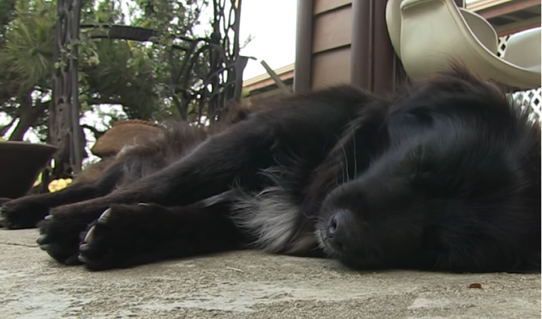 Vlasnica ostala u šoku kada je saznala što njezin pas radi kada je nema doma