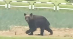 VIDEO Medvjed ušetao u japanski grad i ozlijedio četvero ljudi, ubijen je