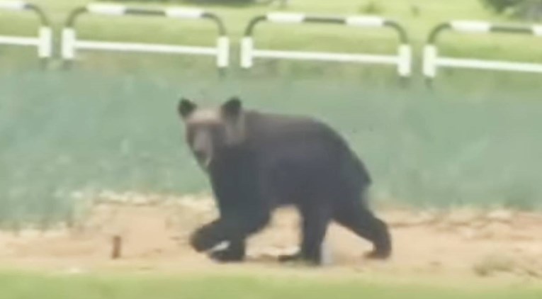 VIDEO Medvjed ušetao u japanski grad i napao ljude, jedna osoba teško ozlijeđena