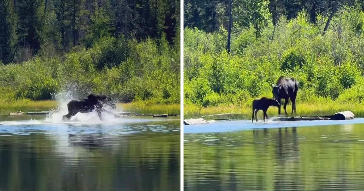 Snimka koja topi srca: Ženka losa i njezino mladunče igraju se u rijeci