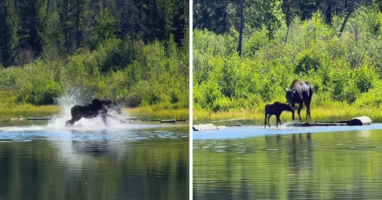 Snimka koja topi srca: Ženka losa i njezino mladunče igraju se u rijeci