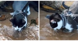 Bo je neobična mačka koja voli vodu, a zabavlja se kopanjem rupa u mokrom pijesku