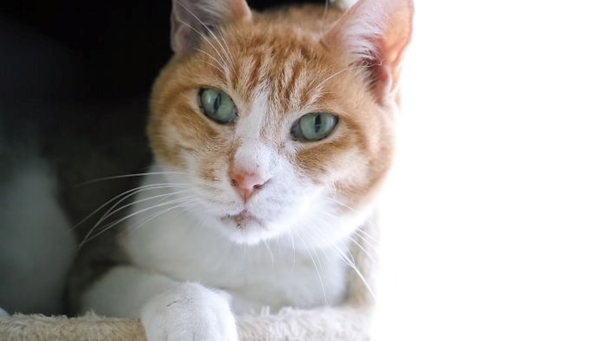 Zanimljive činjenice o životinjama dokaz su koliko su one posebne i čudesne