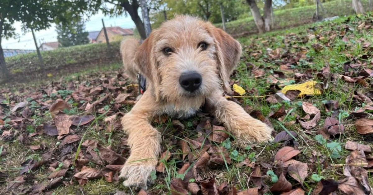 Udomite Sindrija: Veseli istraživač slaže se sa svima i idealan je za početnike