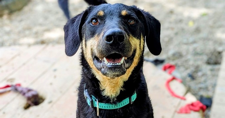 Vedar, drag i spreman za obitelj: Hugo čeka svoju priliku već dvije godine