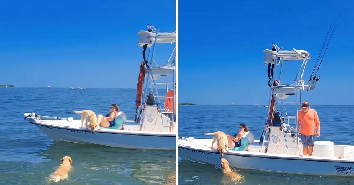 Labrador skočio u more kako bi upoznao srodnu dušu