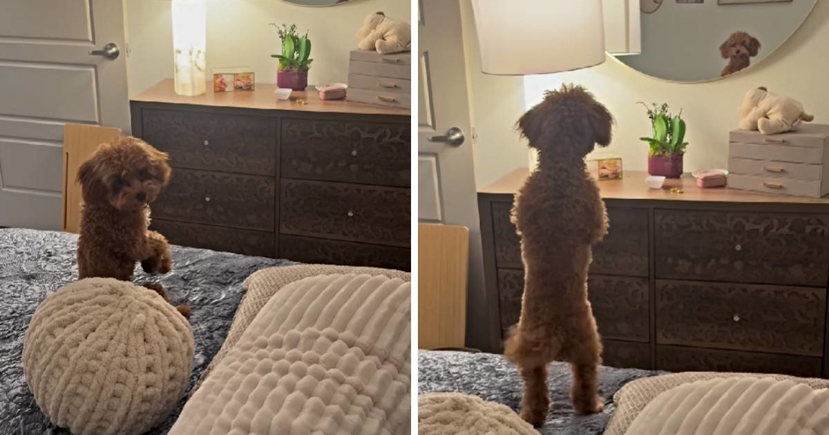 Patuljasti pudl postao hit zbog reakcije na svoj odraz u ogledalu