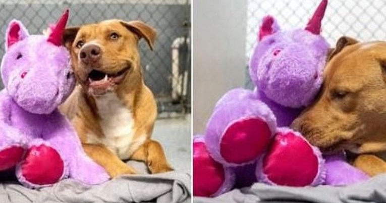 Žena kupila psu plišanu igračku koju je on pet puta ukrao iz trgovine