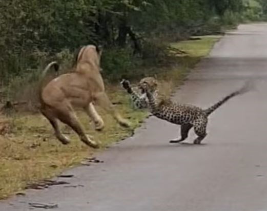 Lavica napala leoparda na cesti, brzo je bilo gotovo