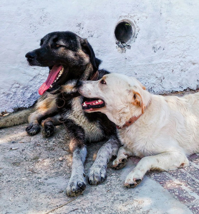Želite nabaviti psa? Jednu važnu stvar mnogi budući vlasnici zanemare