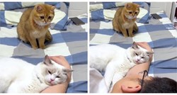 Video mačke koja gleda vlasnika dok mazi novu ljubimicu dirnuo mnoge: "Jadna maca"