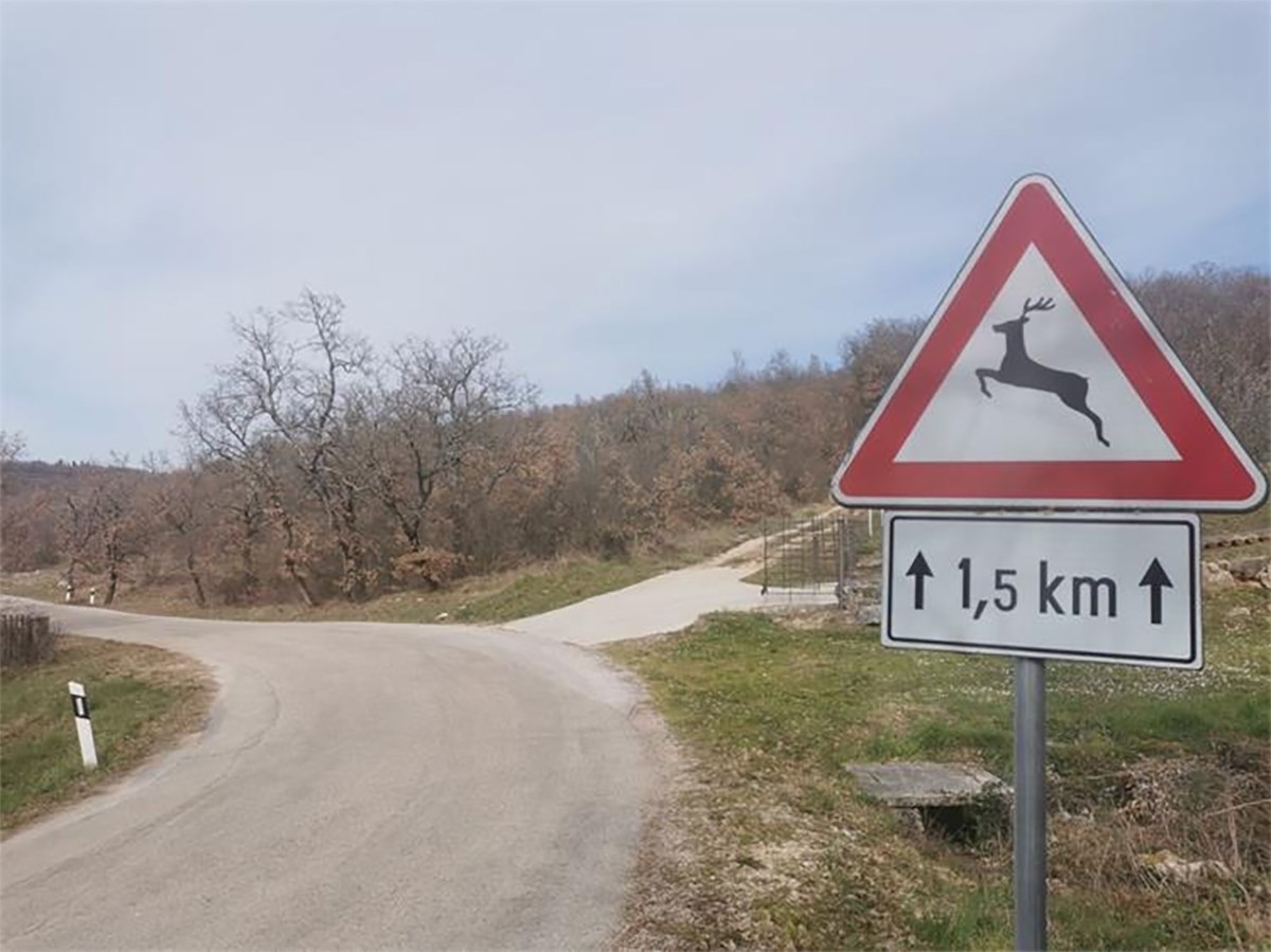 U Istri šest naleta na divljač u manje od 24 sata