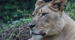 Lav ubio lavicu samo nekoliko minuta nakon njihovog prvog susreta u zoološkom vrtu