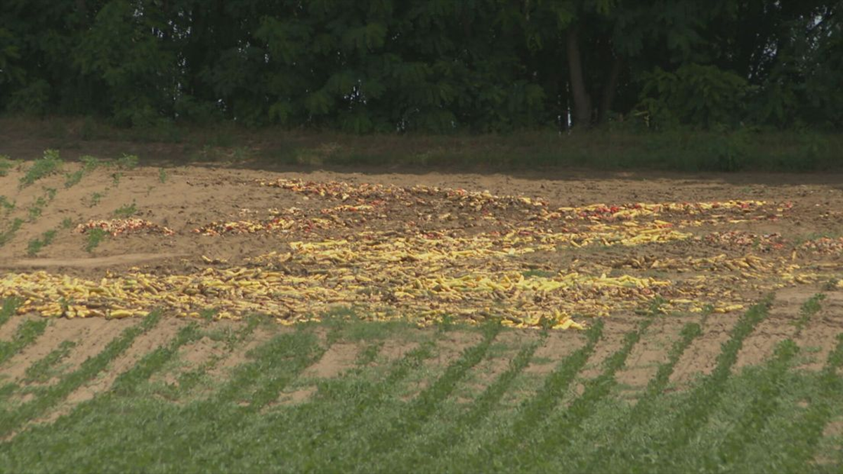 Poljoprivrednici u Podravini bacaju povrće zbog niskih otkupnih cijena