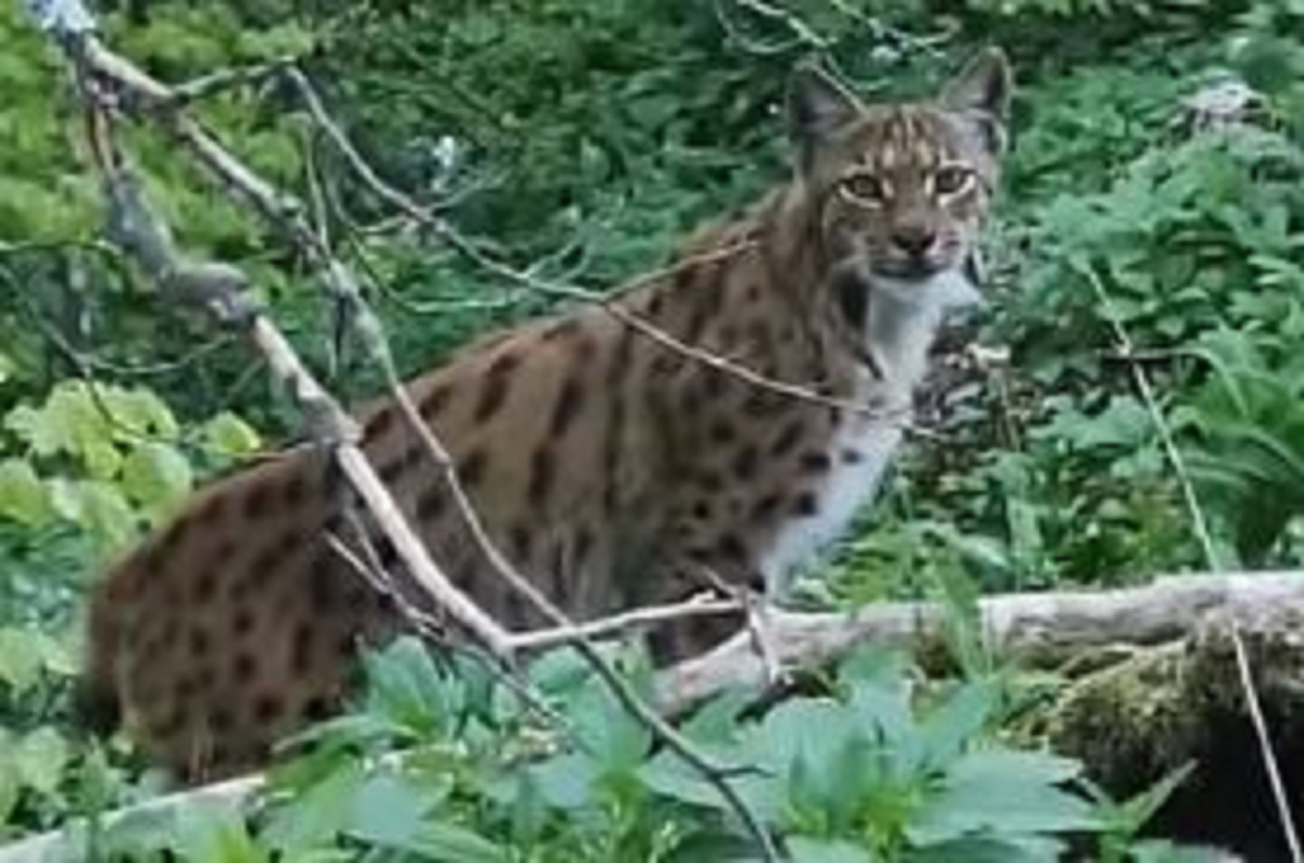 VIDEO Šumar u Gorskom kotaru uspio snimiti nevjerojatno rijedak bliski susret s risom