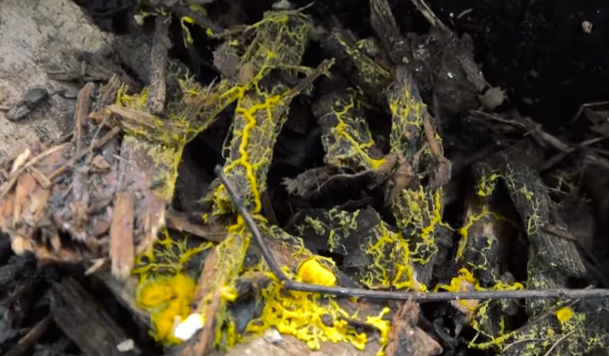 Predstavljen novi tajanstveni organizam. Nema mozak, ali može učiti