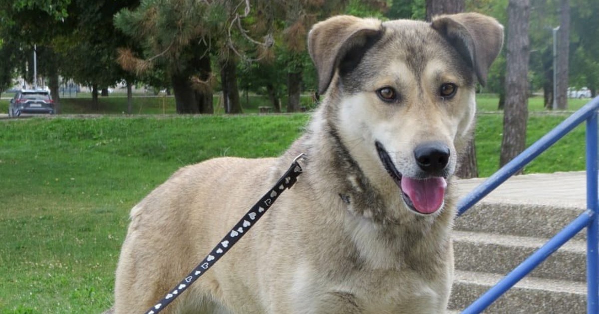 Dobra i mlada Elsa traži dom u kojem će moći sretno živjeti uz drugog psa