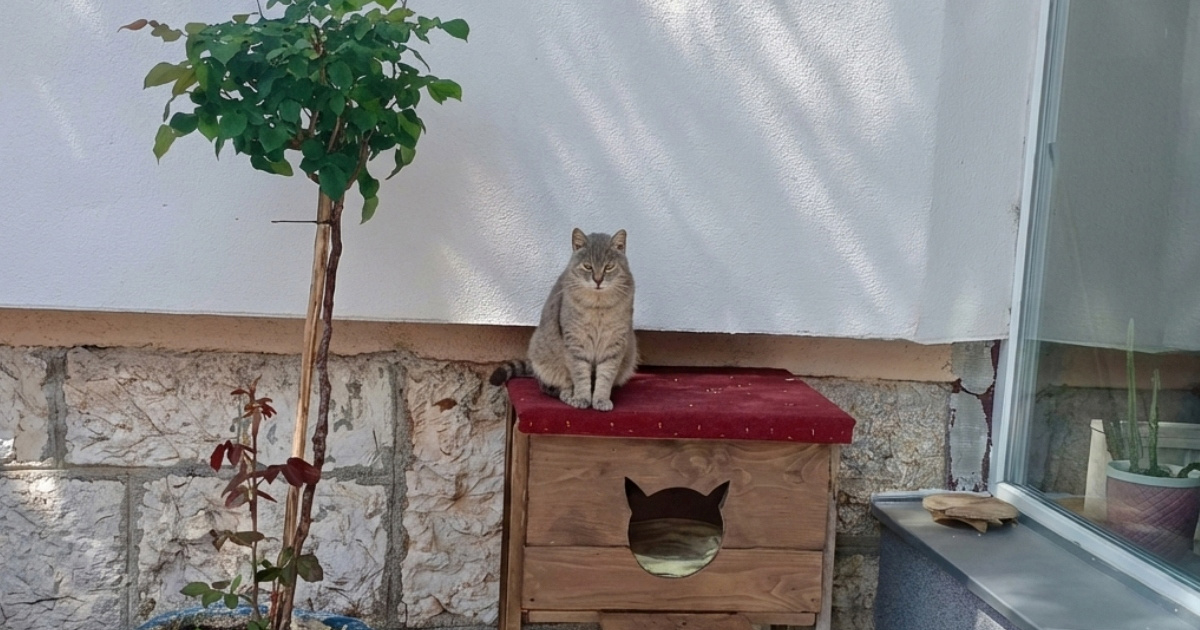 Djeca ga hrane, nastavnici vode veterinaru: Upoznajte mačka Mirzu, živi u školi