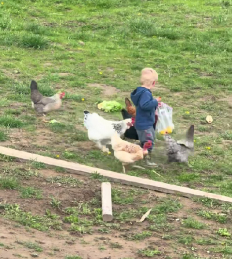 Dječak pokušao nahraniti kokoši, nastao je kaos 😂