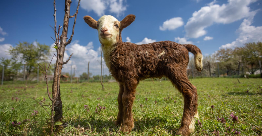 Iznenađenje u Slavoniji: Pogledajte kako izgleda beba ovce i jarca