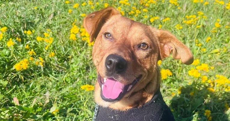 Život ga nije mazio, ali još uvijek vjeruje u ljude: Pomozimo Hugu da pronađe dom