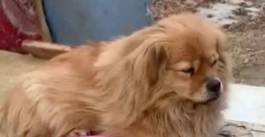 Vjerni pas 5 godina nakon smrti vlasnika i dalje na parkiralištu čeka njegov povratak