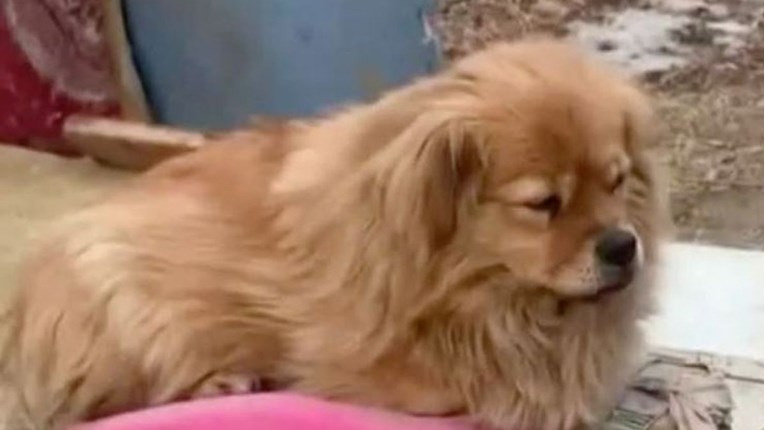 Vjerni pas 5 godina nakon smrti vlasnika i dalje na parkiralištu čeka njegov povratak