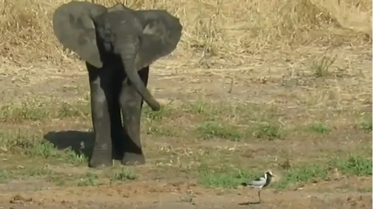 Beba slon pokušava uplašiti i otjerati malu ptičicu na presladak način