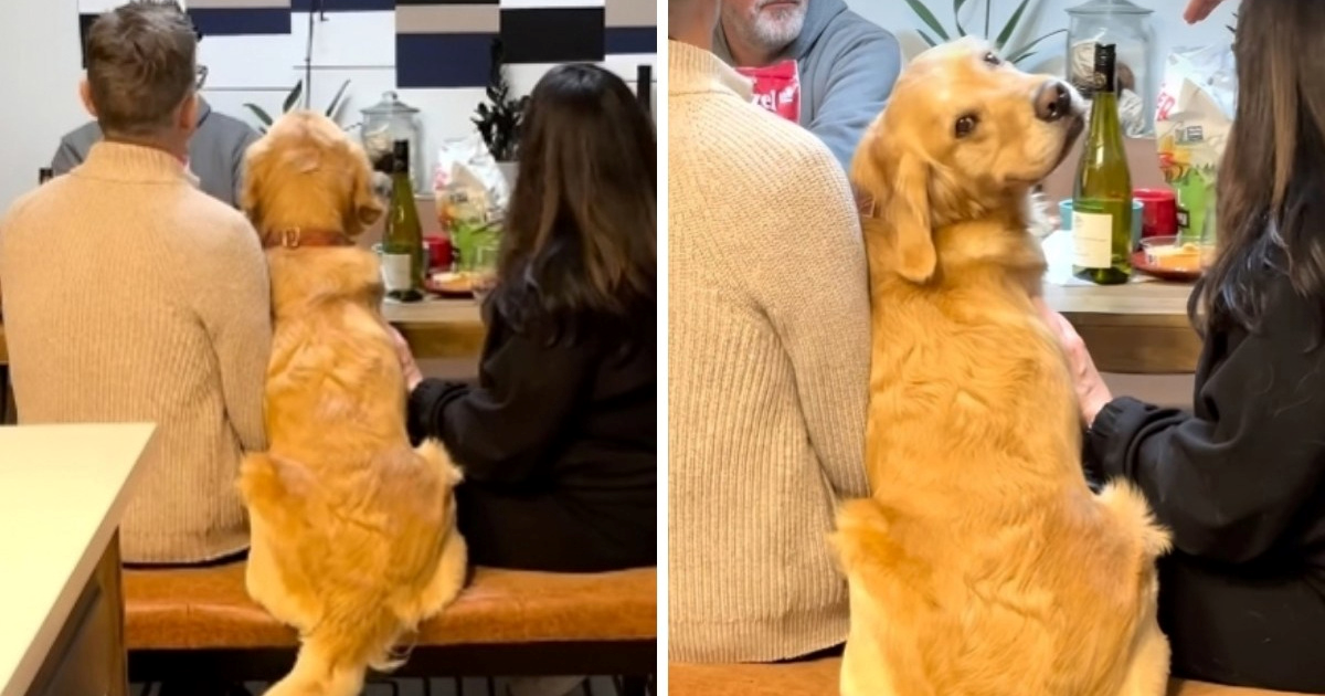 Zlatna retriverica postala zvijezda blagdanske večere, snimka je hit