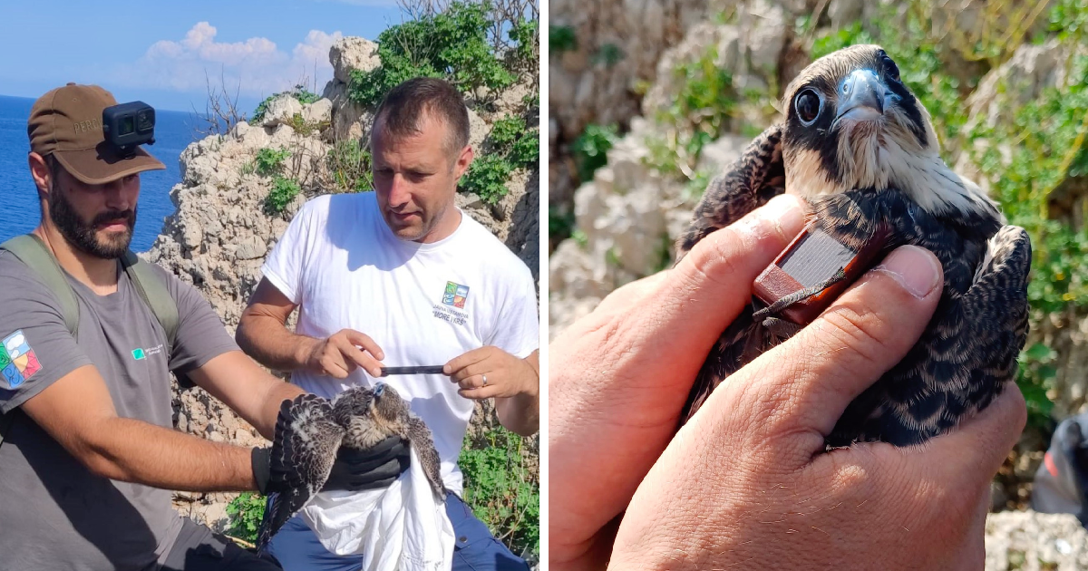 Tri hrvatska sokola lete do Madagaskara, stručnjaci prate njihov put nad Afrikom