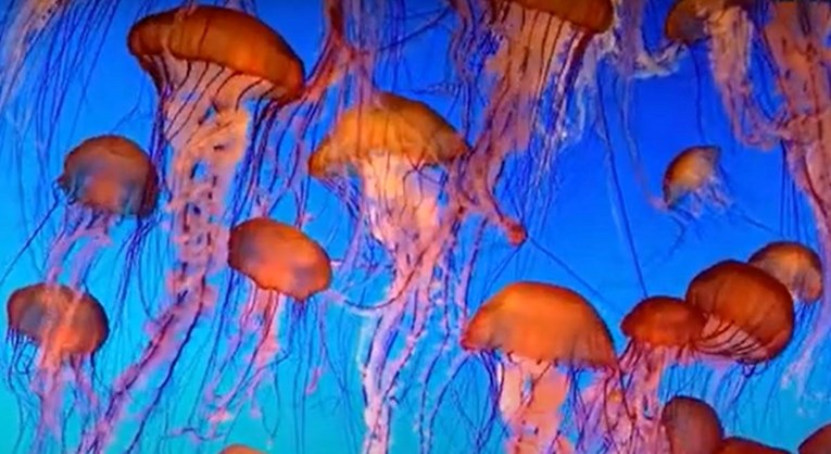 Riješen misterij besmrtnih meduza. Može li to pomoći pri problemu starenja?