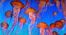 Misterij besmrtnih meduza: Nađeni geni koji objašnjavaju njihov "vječni" život