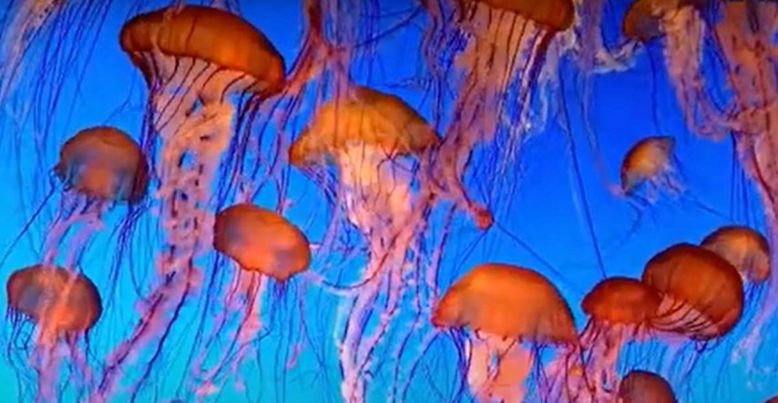Misterij besmrtnih meduza: Nađeni geni koji objašnjavaju njihov "vječni" život