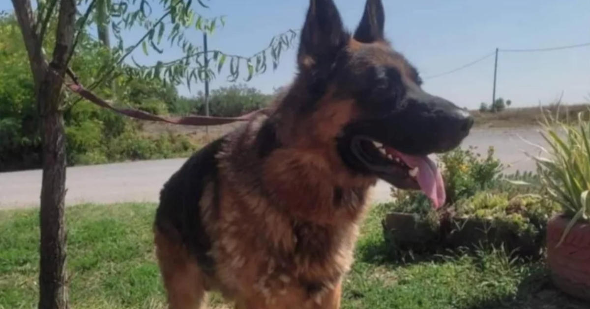 Osječanin ostavio psa vezanog ispred azila, kažnjen s 1000 eura