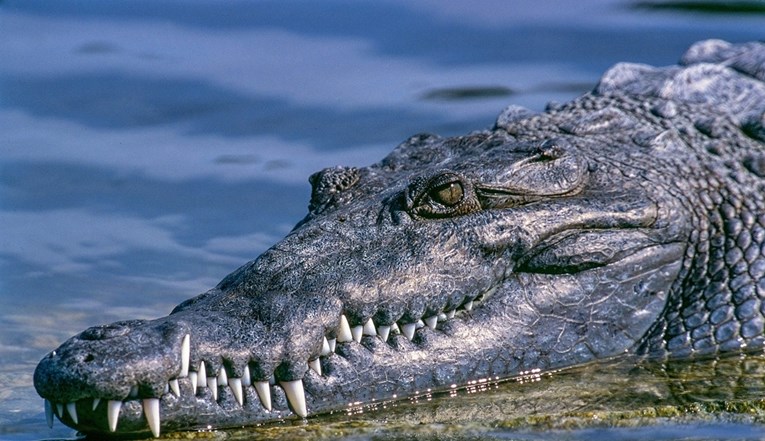 Australski farmer: Preživio sam napad krokodila nakon što sam ga ugrizao za kapak