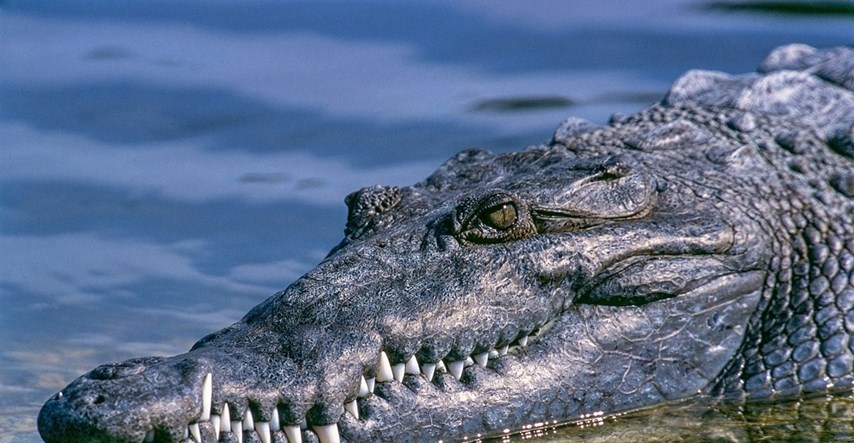 Australski farmer preživio napad krokodila nakon što je ugrizao životinju
