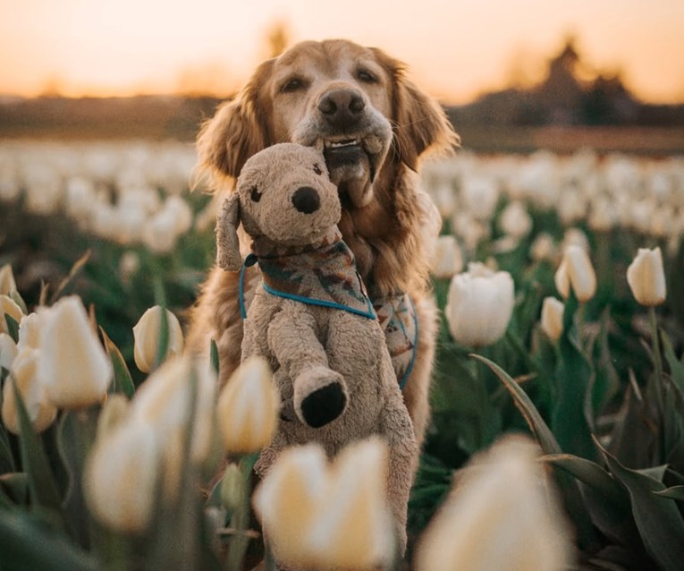 Zašto se neki psi vežu za jednu igračku i nose je posvuda?