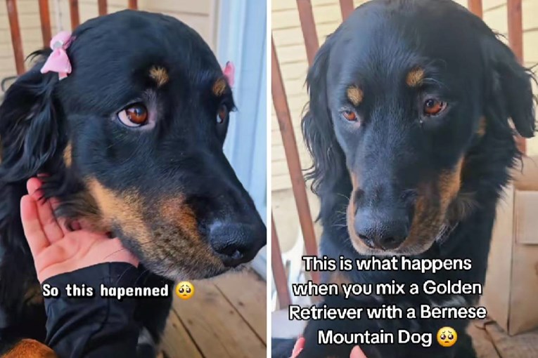 Pogledajte što se dobije križanjem zlatnog retrivera i bernskog planinskog psa 😍