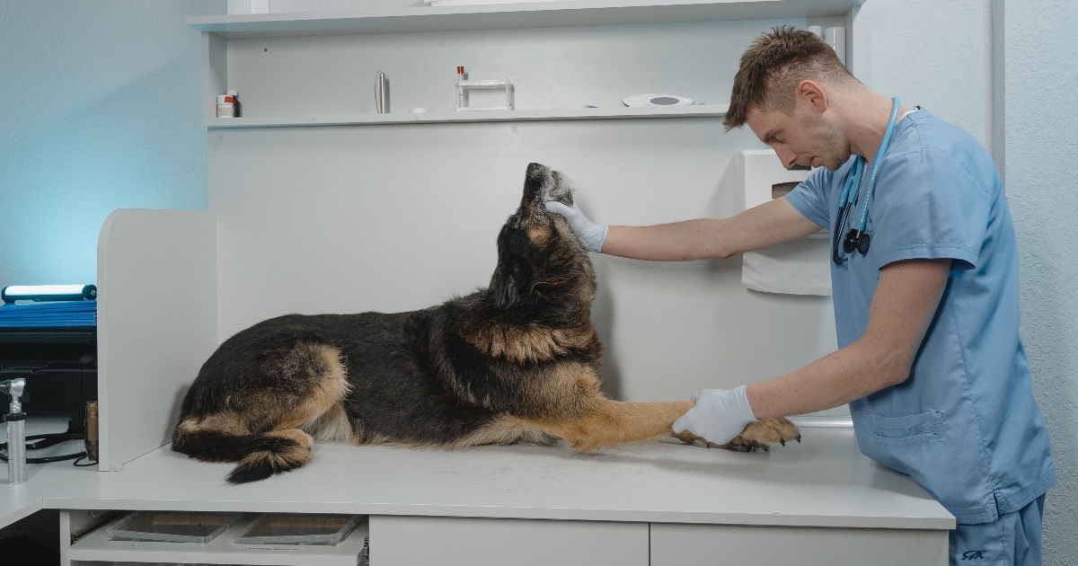 Forbes je objavio popis pasmina mačaka i pasa koje imaju najviše veterinarske račune