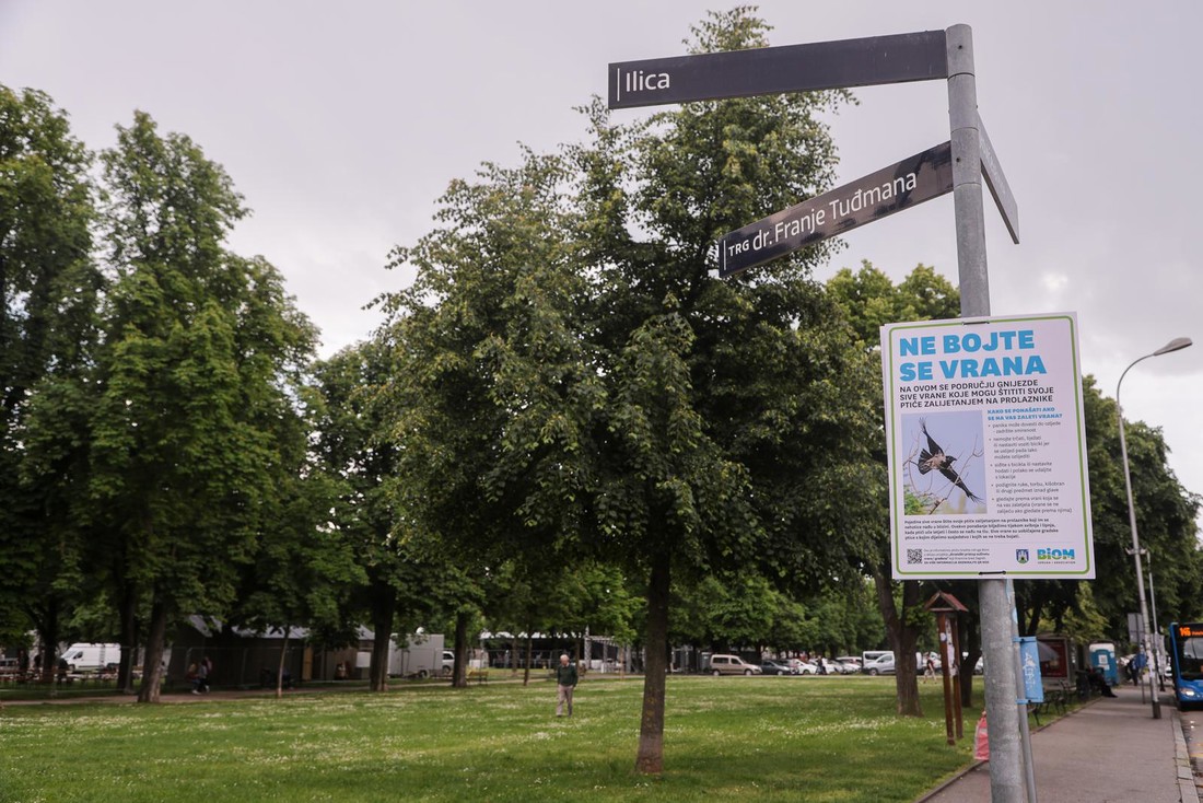 Po Zagrebu osvanuli plakati o vranama: Što napraviti ako se zalete prema vama?