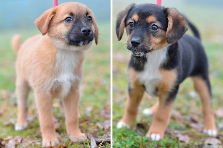 Netko je u Zagrebu ostavio štence na hladnoći, traže ljude koji će ih udomiti