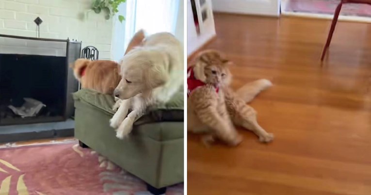 Urnebesna reakcija mačke na oprsnicu postala je viralni hit